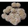 White Desert Rose Rock