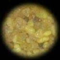 incienso-sacram-grano.jpg