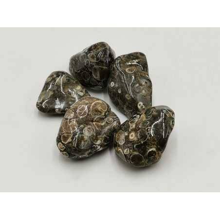 Agate Fossile Pierre Roulée (Agate Turritella)