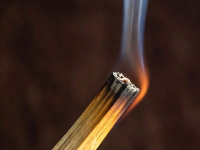 Palo Santo: Beneficios y Propiedades que Debes Conocer